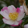 花散歩‐山茶花