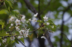 桜・さくら・サクラ-6
