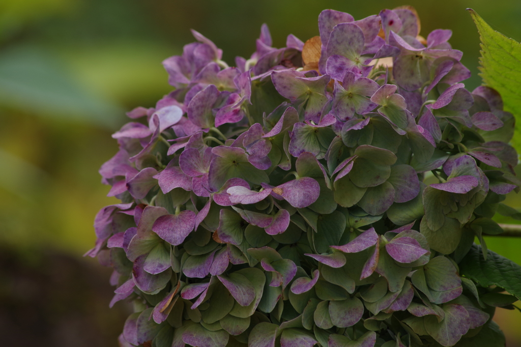 紫陽花の秋の彩り