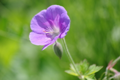 真夏日の花散歩‐ゲラニウム