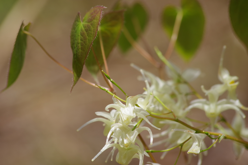 野草園の花散歩-黄花錨草