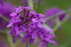 花散歩-紫花菜