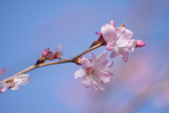 春を待ちわびて‐十月桜