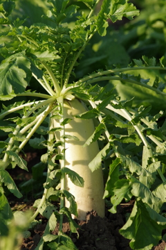 山形の秋野菜-大根