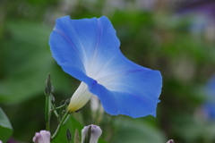 花散歩-空色の朝顔