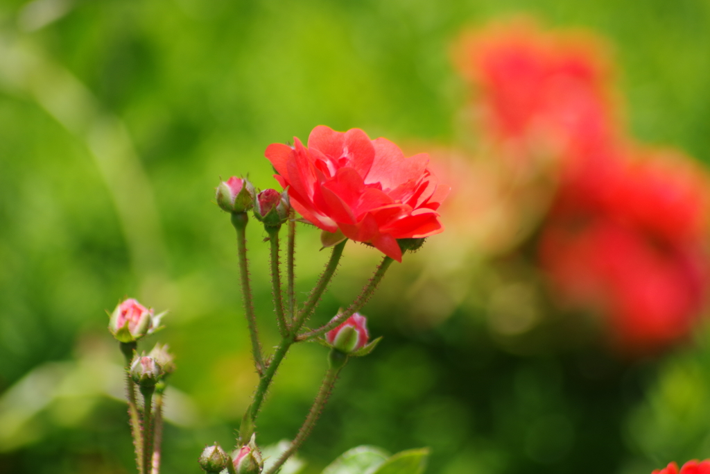 六月の花散歩‐朱色のちいさなバラ