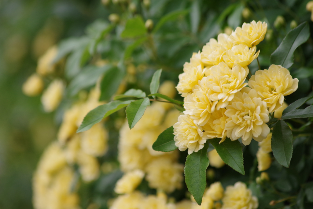 花散歩-垣根の木香薔薇