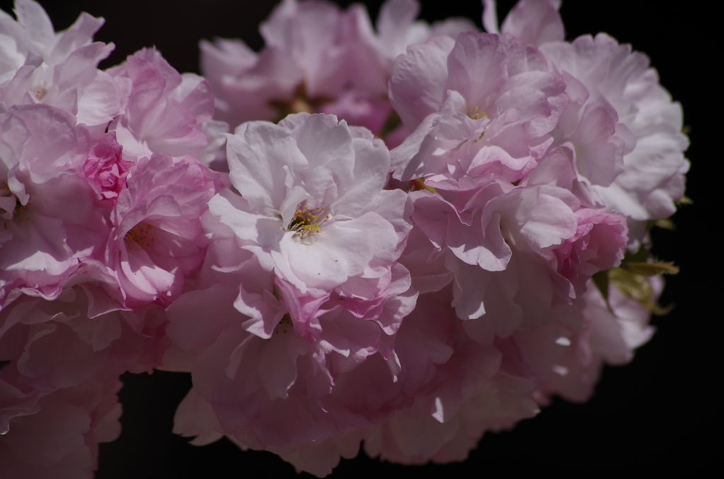 子安観音堂の桜-3