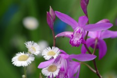花散歩-紫蘭とハルジオン
