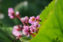 花散歩-ヒマラヤユキノシタ