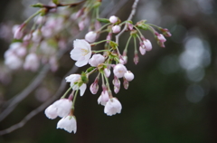 枝垂れ桜-1