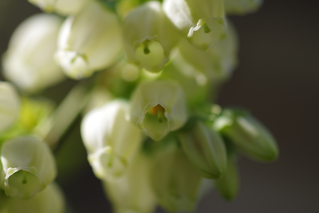 ブルーベリーの花-5