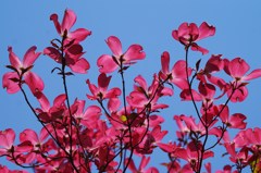 華やかな恋-花水木18