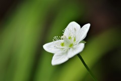 秋の野の花-ウメバチソウ