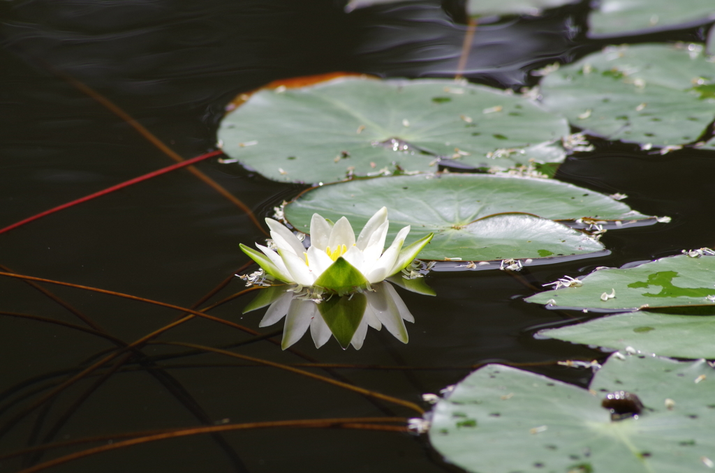 白い花を浮かべて-1