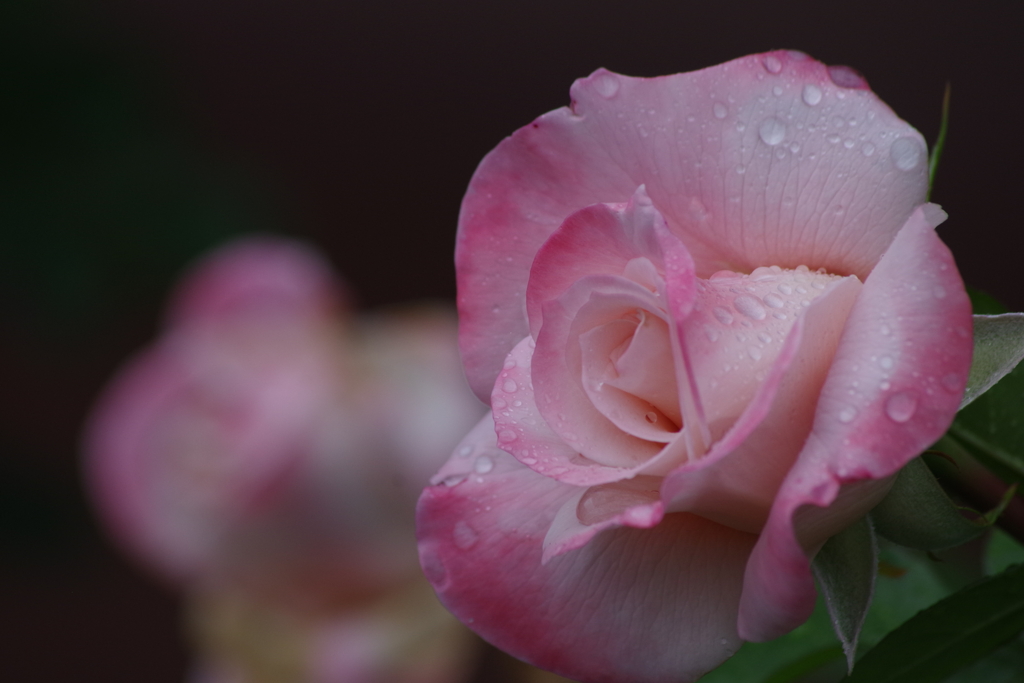六月の薔薇-エイプリルインパリ