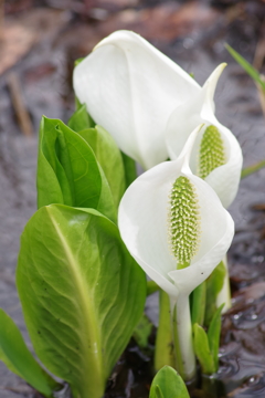 水芭蕉