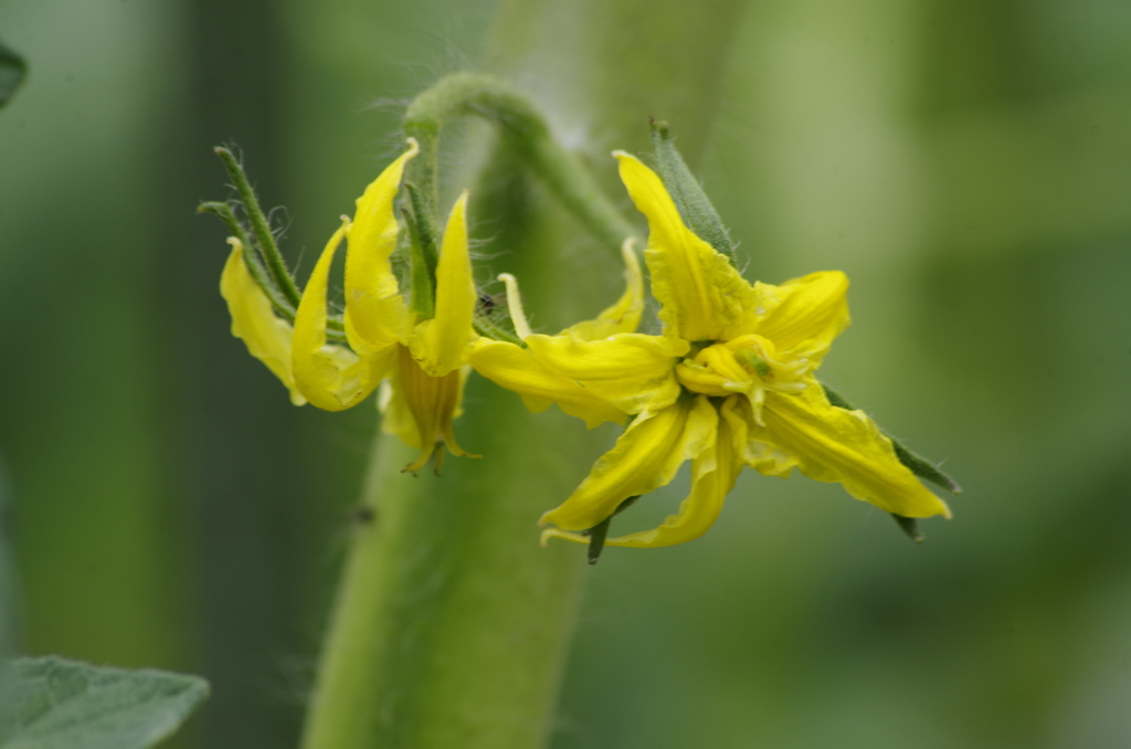 菜園の花‐大玉トマト