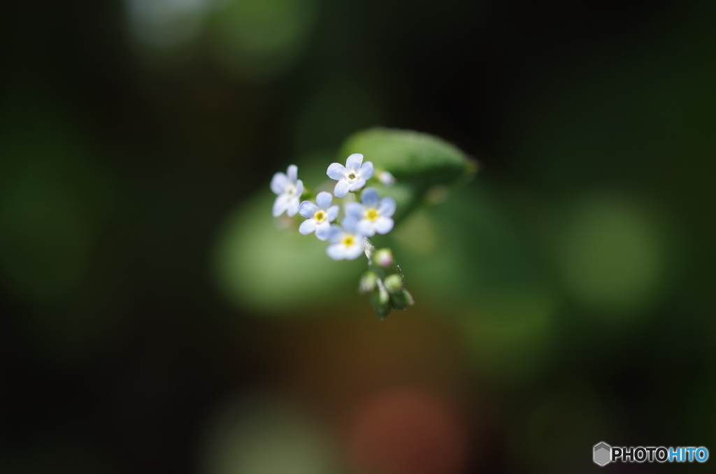 愛しい小さな花-1