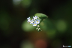 愛しい小さな花-1