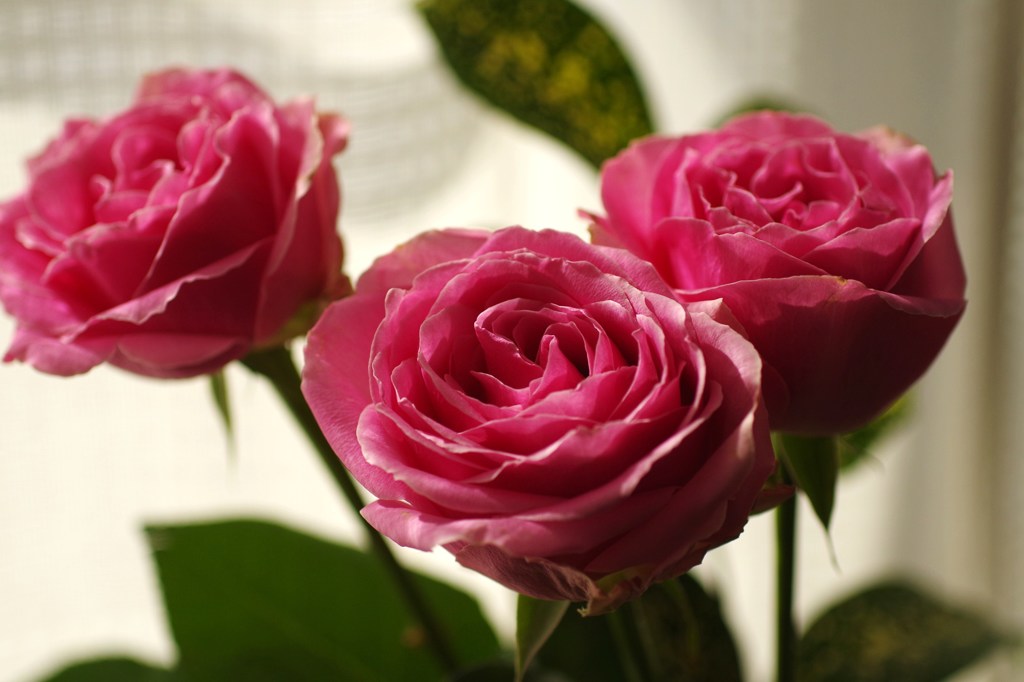 三本の薔薇-9