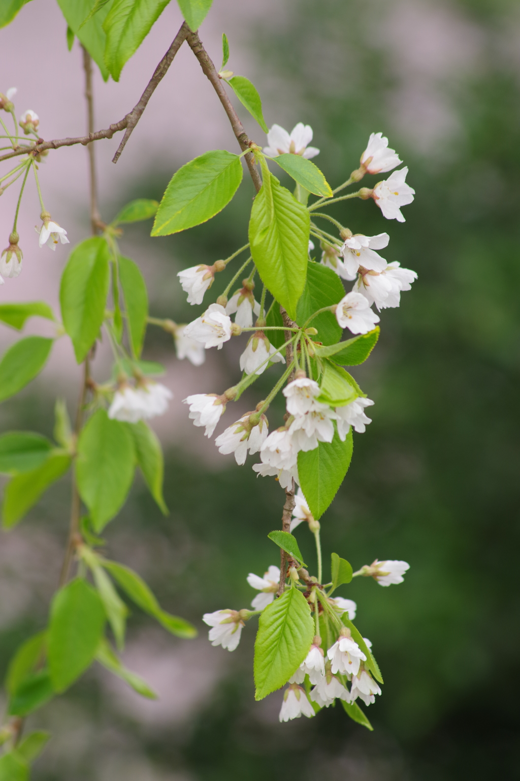 霞城公園の桜-5