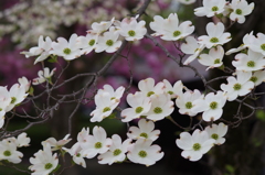 優しい時の中で-花水木21