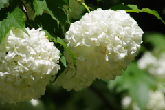 野草園の花達-テマリカンボク