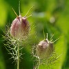 花散歩‐ニゲラの種袋
