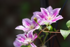 六月の花散歩-クレマチス