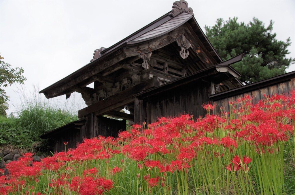 本山慈恩寺・最上院の門と彼岸花
