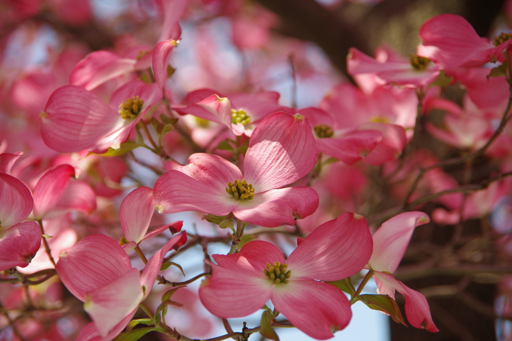 華やかな恋-花水木12