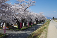 最上川堤防千本桜