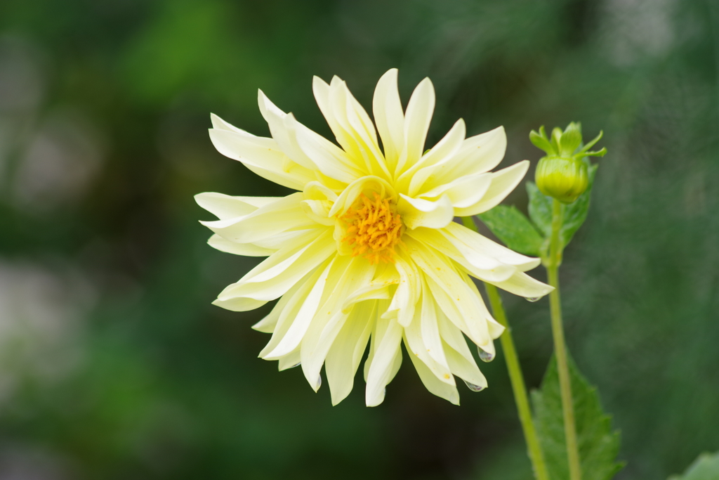 雨の日の花散歩‐ダリア