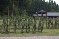 バラ園の冬越し仕度