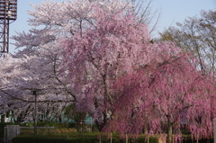 桜三彩