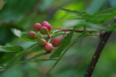 秋の野草園‐サンショの実