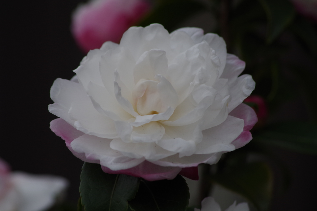 川越花散歩‐山茶花1