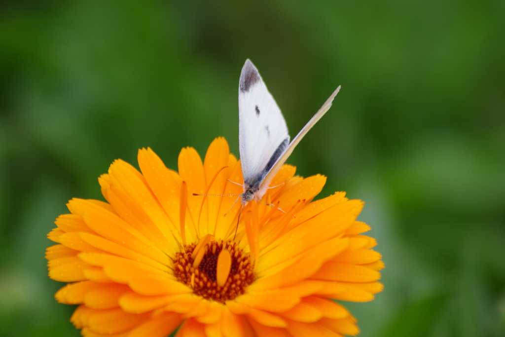花散歩-キンセンカにモンシロチョウ