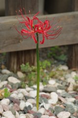 ひとりぼっちの彼岸花