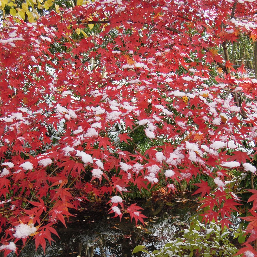 紅白