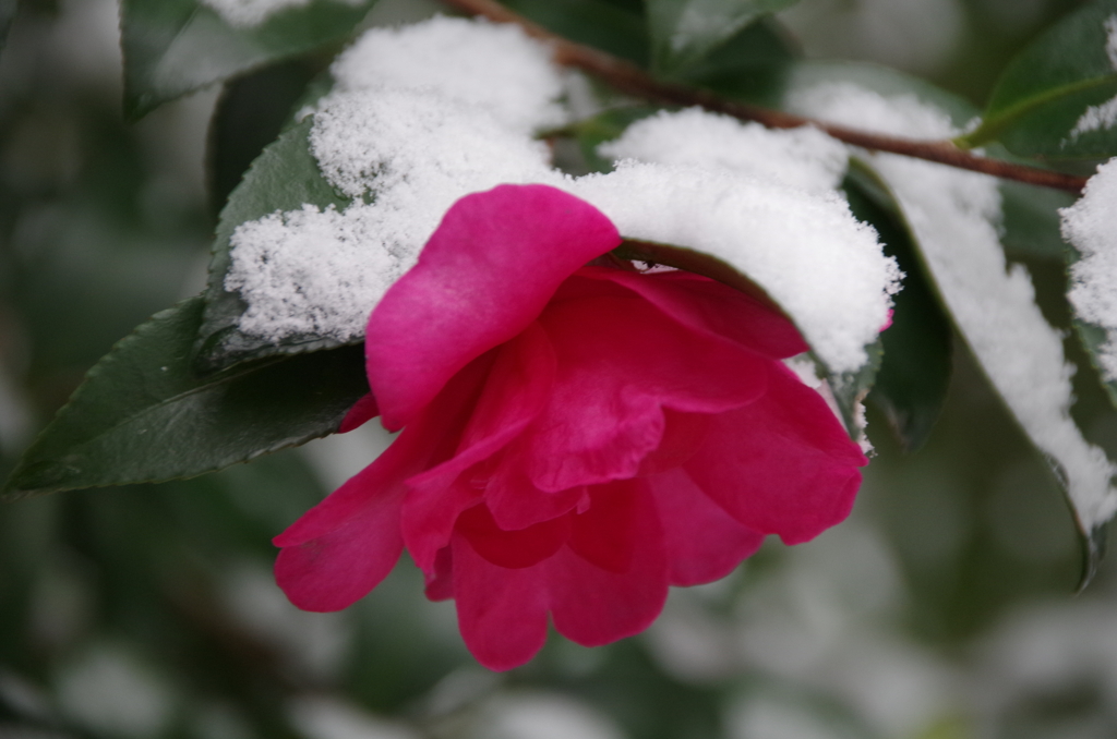 雪の中の花散歩₋山茶花1