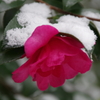 雪の中の花散歩₋山茶花1
