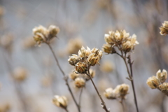 2020年の今頃-芙蓉の種