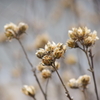 2020年の今頃-芙蓉の種