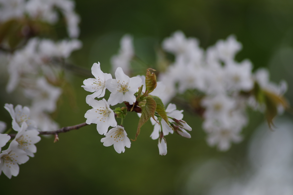 春を待つ心-山桜
