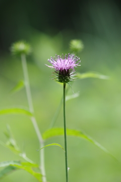 野草園で花散歩‐ノアザミ