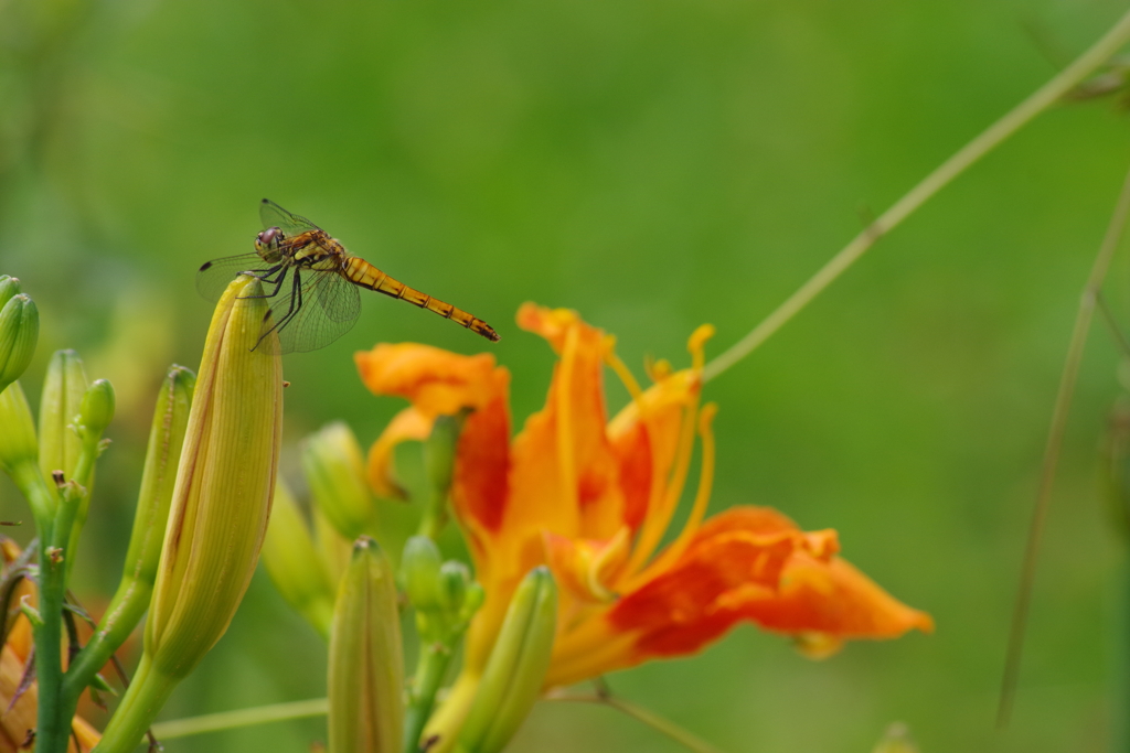 花散歩-ヤブカンゾウと赤とんぼ
