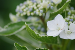 梅雨空に似合う花-紫陽花10