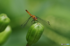 種の上のトンボ